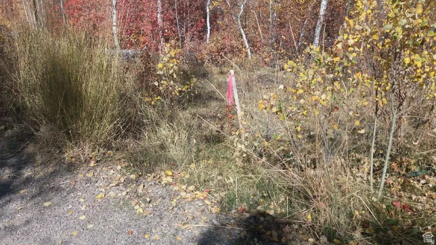 Natural landscape featuring diverse foliage and a gravel ground surface