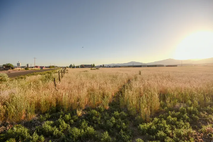 Expansive agricultural field featuring golden crops, a rustic wooden fence line, and a paved road
