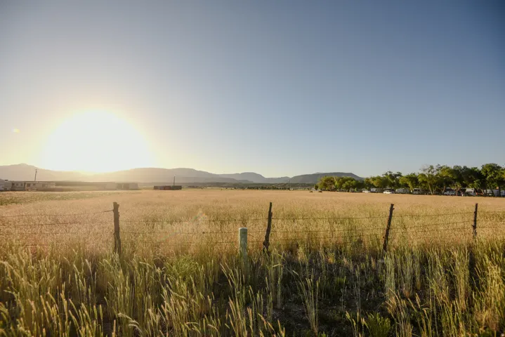 Expansive field of golden crops with a clear horizon