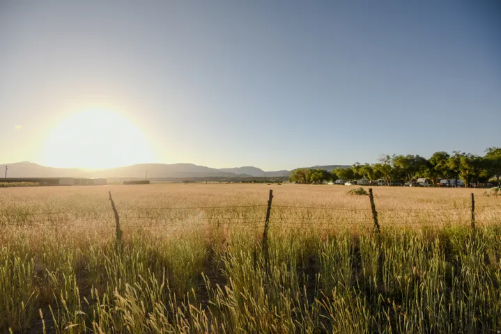 Expansive field with golden crops, bordered by a rustic barbed wire fence