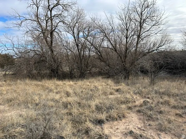 Expansive natural landscape featuring mature trees and established ground cover