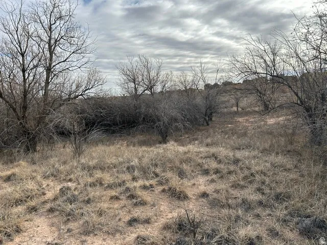 Expansive undeveloped land featuring natural vegetation and mature trees under a cloudy sky