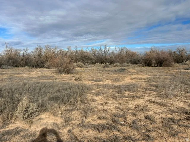 Expansive open terrain featuring natural desert vegetation