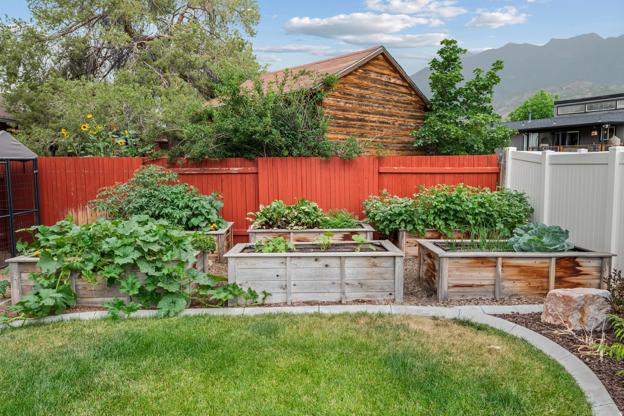Expansive backyard featuring a manicured lawn, multiple raised garden beds, a red privacy fence, and mountain scenery