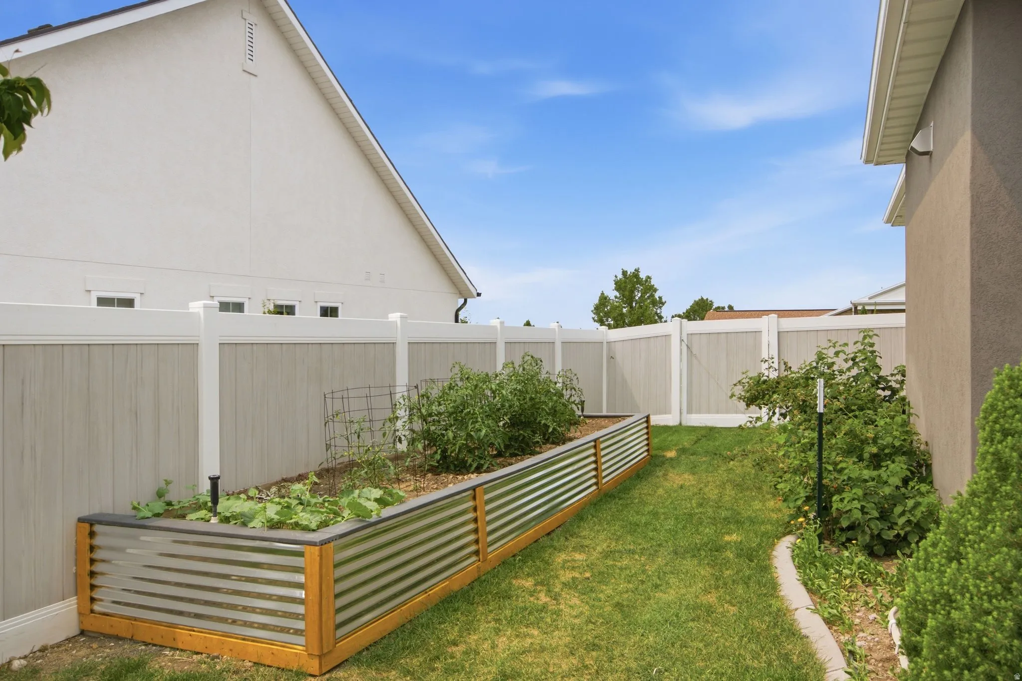 Raised garden bed with corrugated metal and wood framing and raspberries to the right.