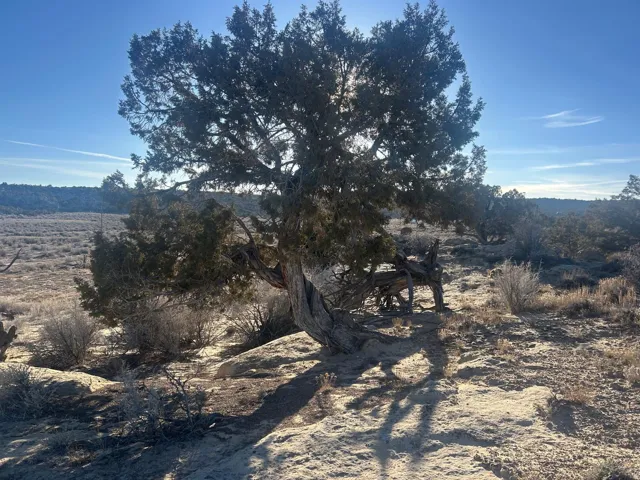 Mature Juniper tree with a gnarled trunk and dense foliage, situated on a gently sloped, arid landscape