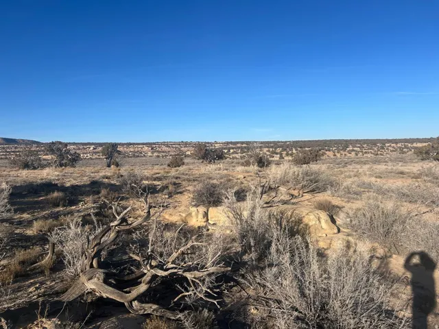 Expansive open land featuring diverse scrub brush and scattered dry vegetation under a clear blue sky