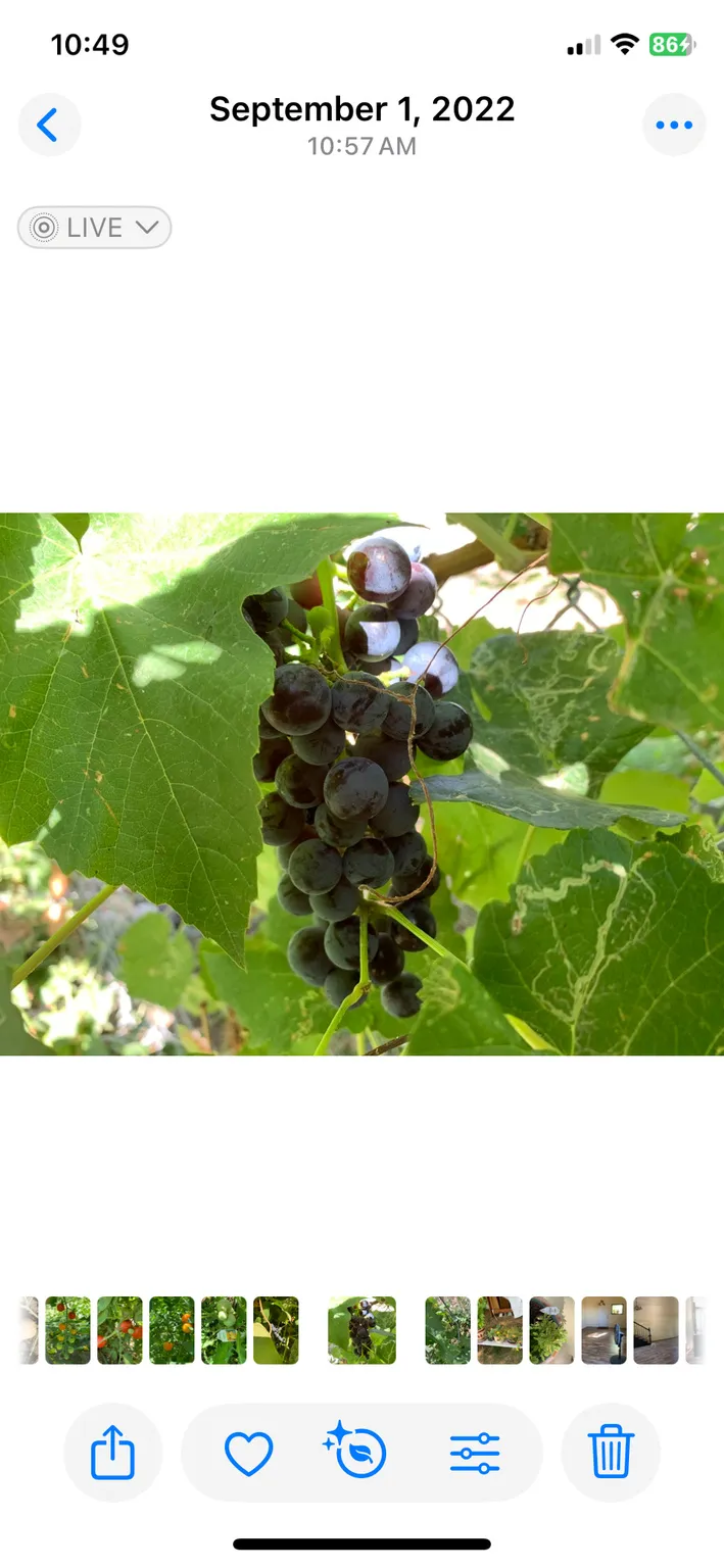 Image of a digital photo library. Displaying a close-up of grapes on a vine