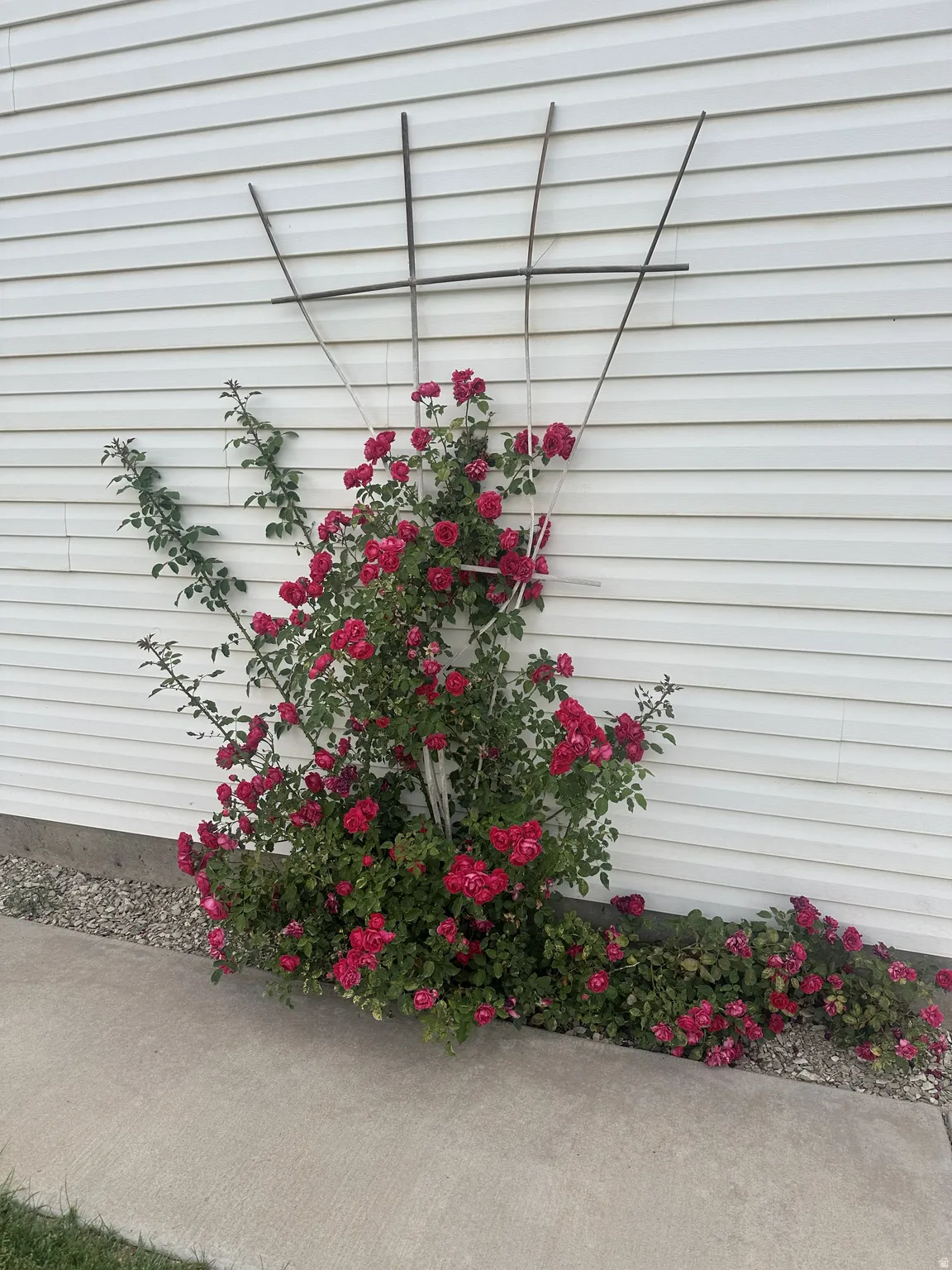 Established rose bush with vibrant red blooms against white horizontal siding