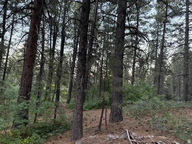 Wooded lot featuring mature pine trees and natural ground cover