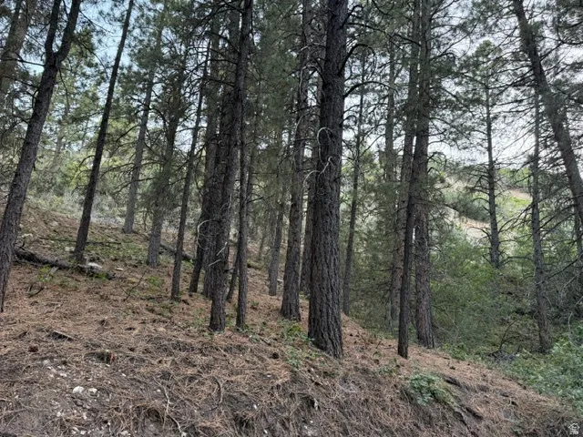 Wooded hillside property featuring numerous mature pine trees