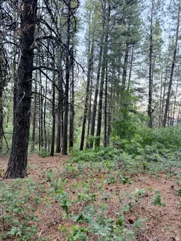 Heavily wooded lot featuring mature trees, natural ground cover, and a gently sloping terrain