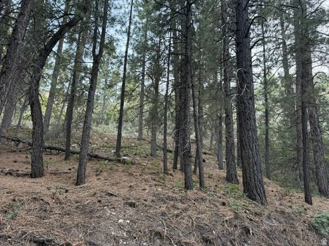 Forested terrain featuring numerous mature pine trees