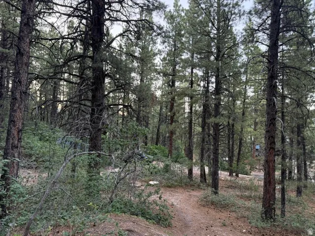 Wooded parcel featuring numerous mature pine trees, natural ground cover, and a winding dirt path