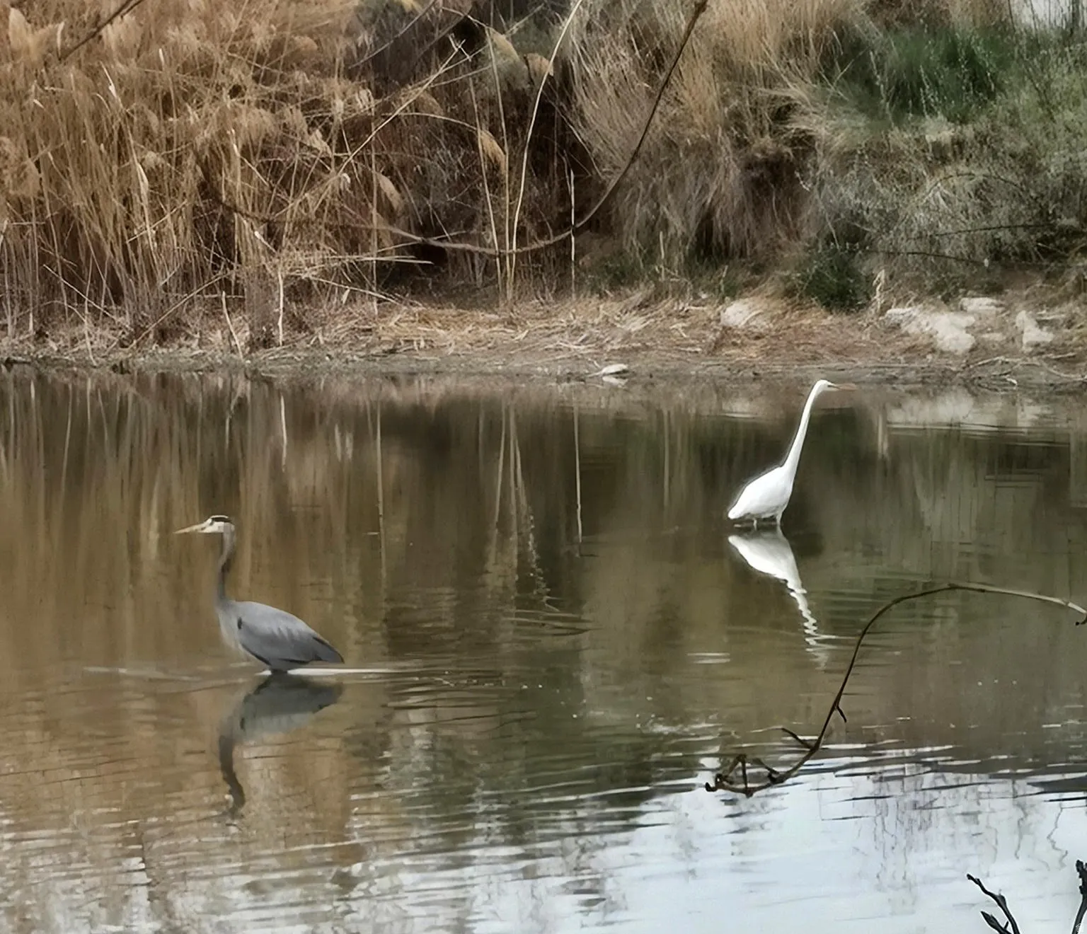 Egret and Heron