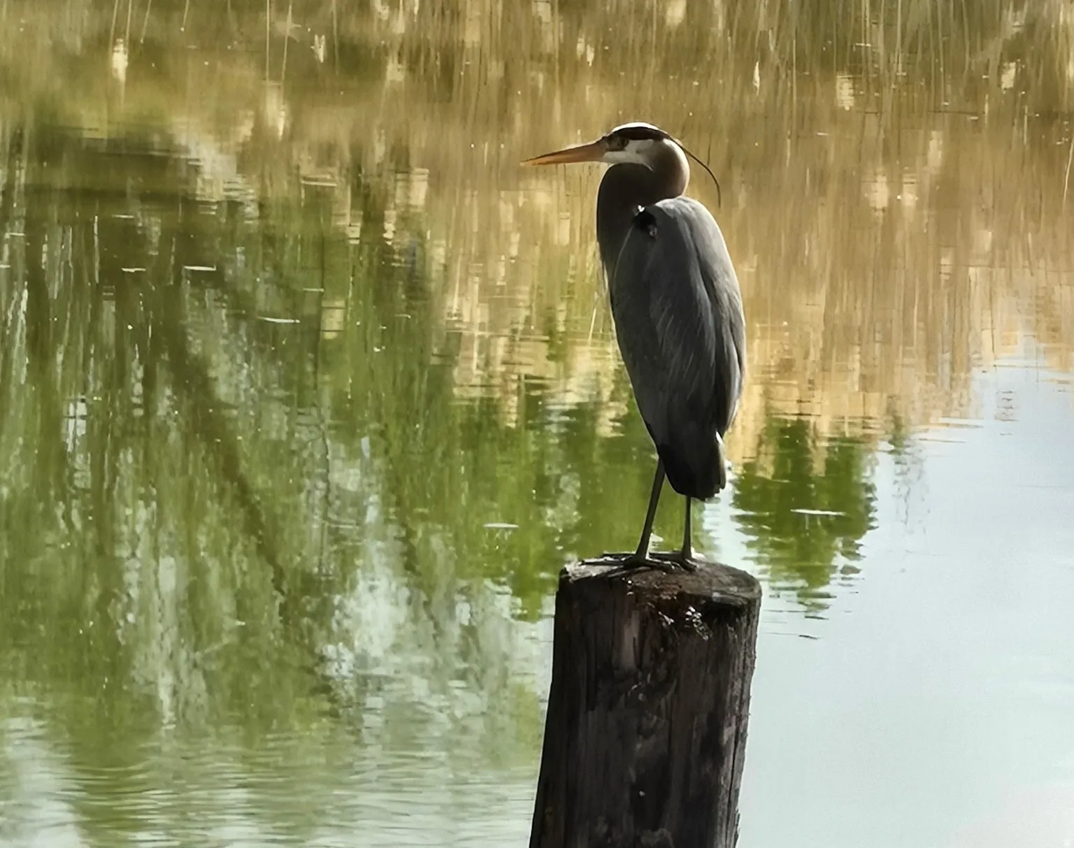 Heron