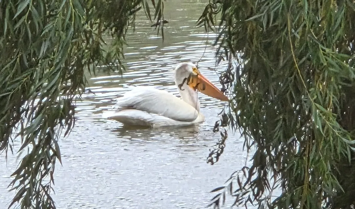 Pelican