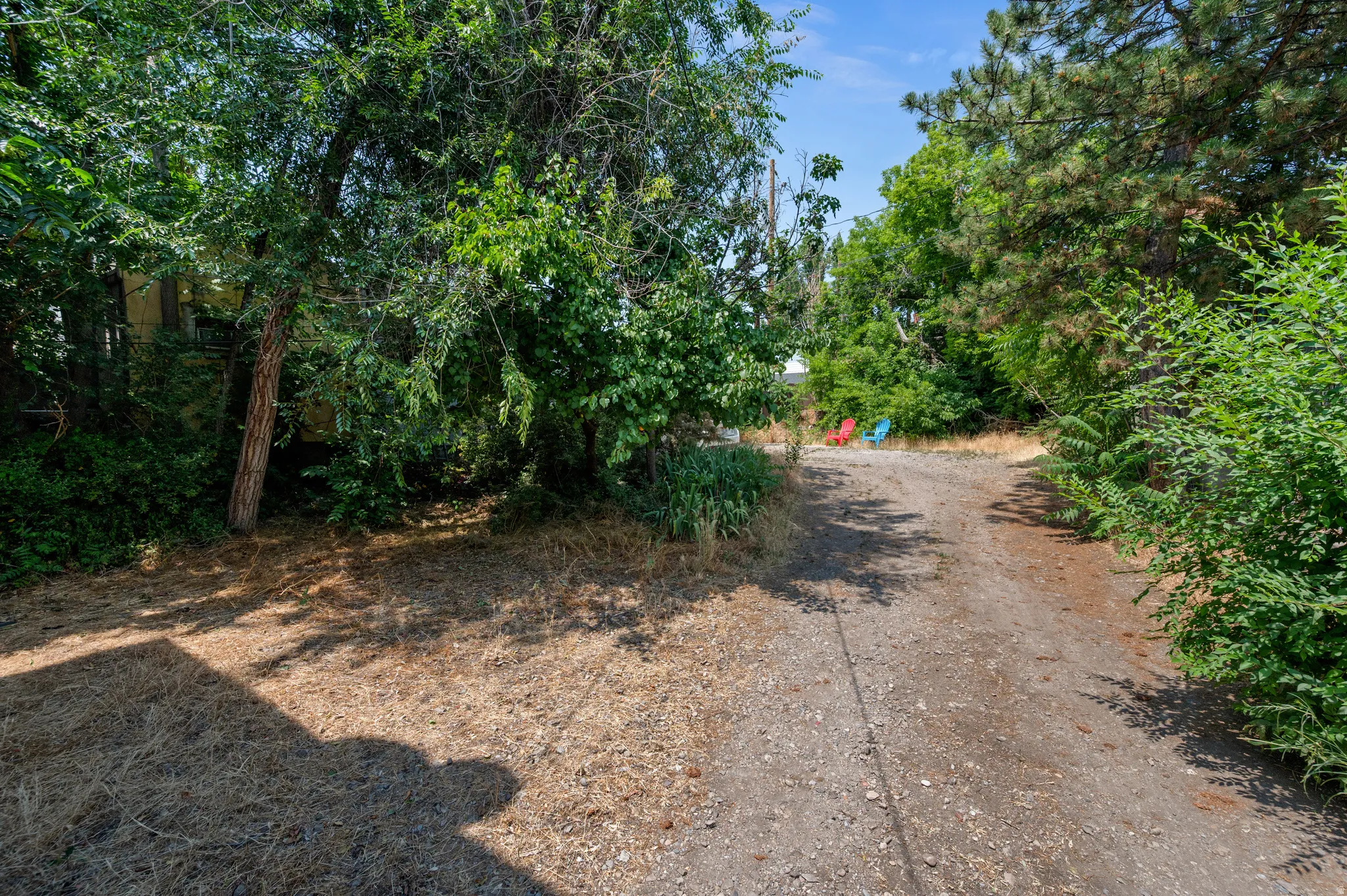 Gravel pathway bordered by mature trees and varied foliage
