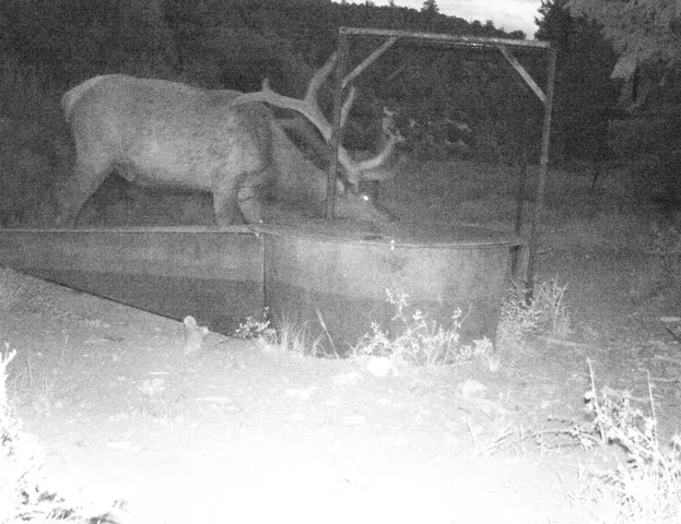 Trail cam footage of an elk on the property
