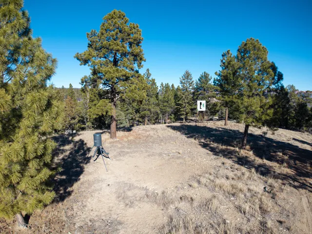 Wooded property featuring mature evergreen trees and a clear, expansive sky