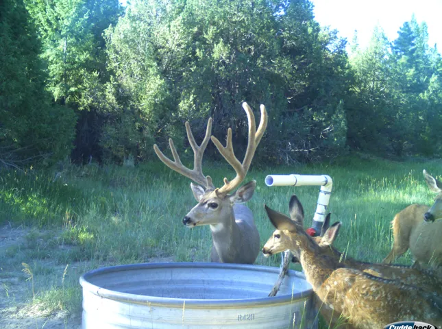 1955 W Mammoth Creek Rd, Hatch, Utah 84735
