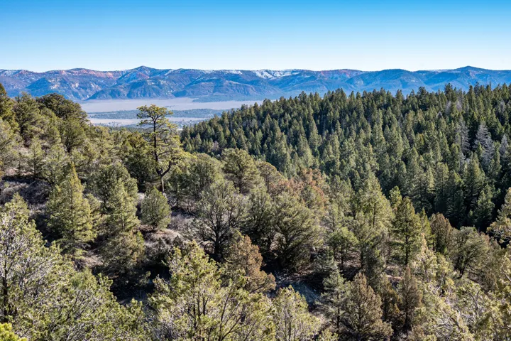 Expansive forested landscape featuring a diverse mix of coniferous and deciduous trees