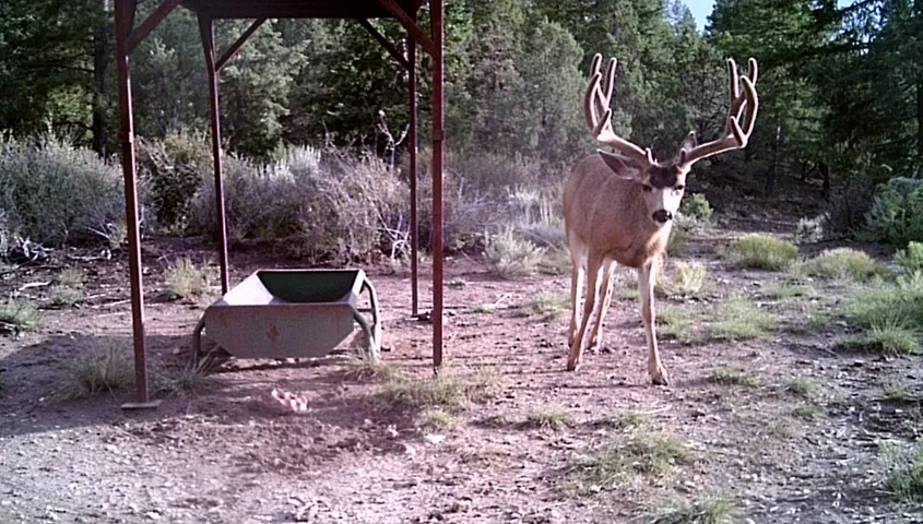 1955 W Mammoth Creek Rd, Hatch, Utah 84735