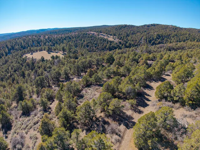 Expansive wooded terrain featuring mature evergreen trees and natural clearings