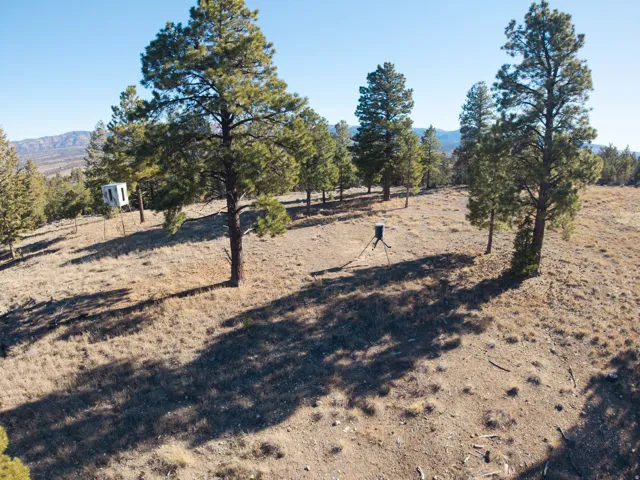 Expansive, arid landscape featuring scattered mature pine trees