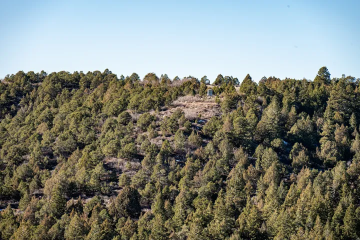 Heavily wooded hillside featuring dense evergreen tree coverage under a clear sky