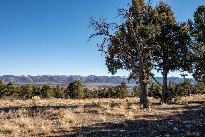 Expansive land featuring mature evergreen trees and natural grasses