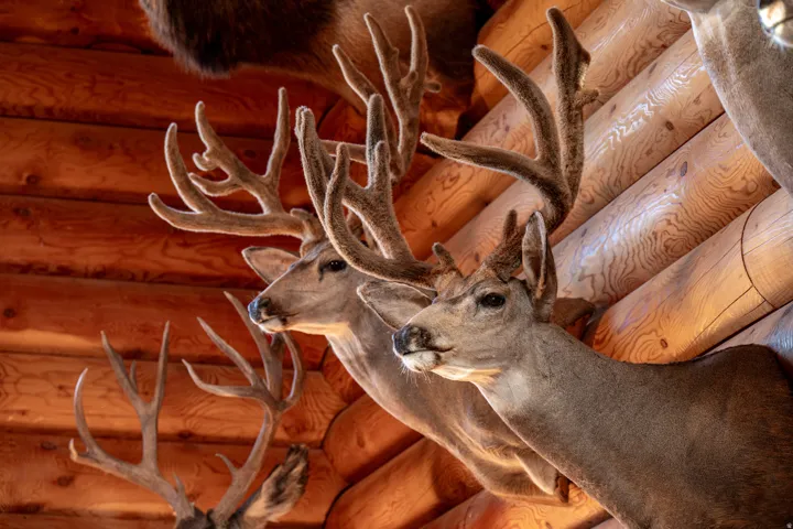 Trophy mule deer from the property