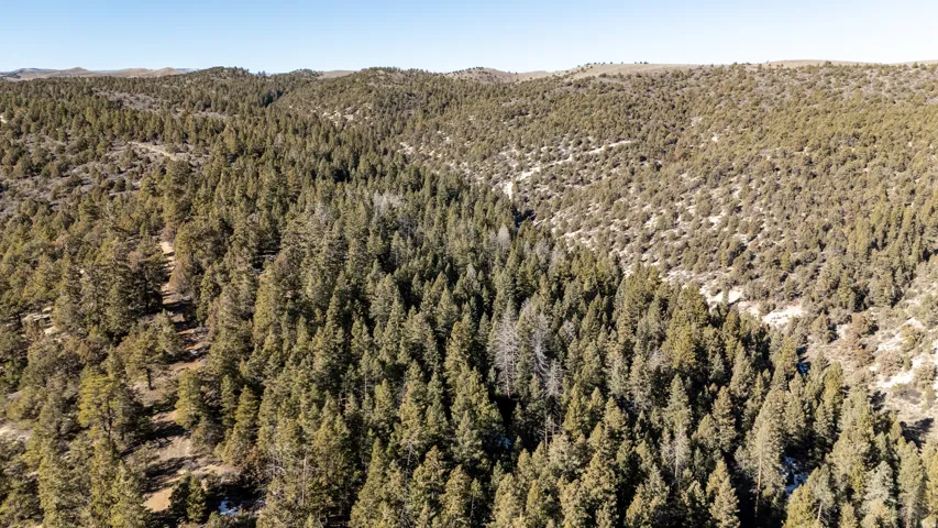 Expansive wooded terrain featuring a mix of evergreen trees and natural ground cover