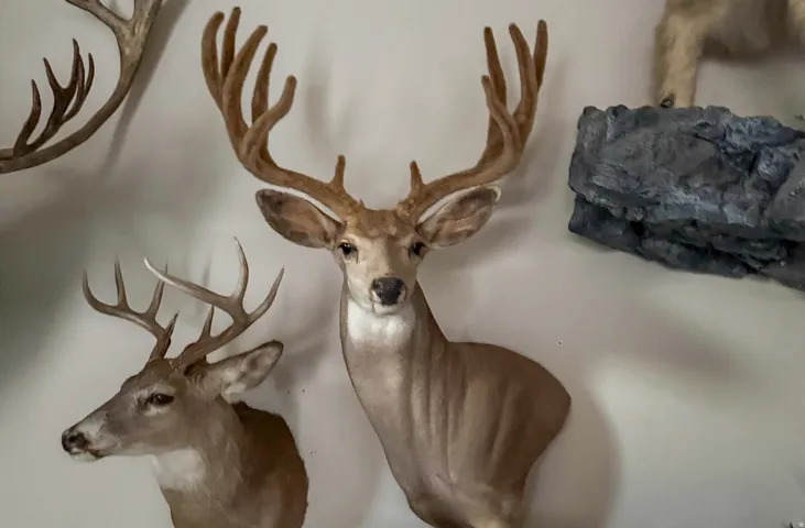 Trophy Mule Deer