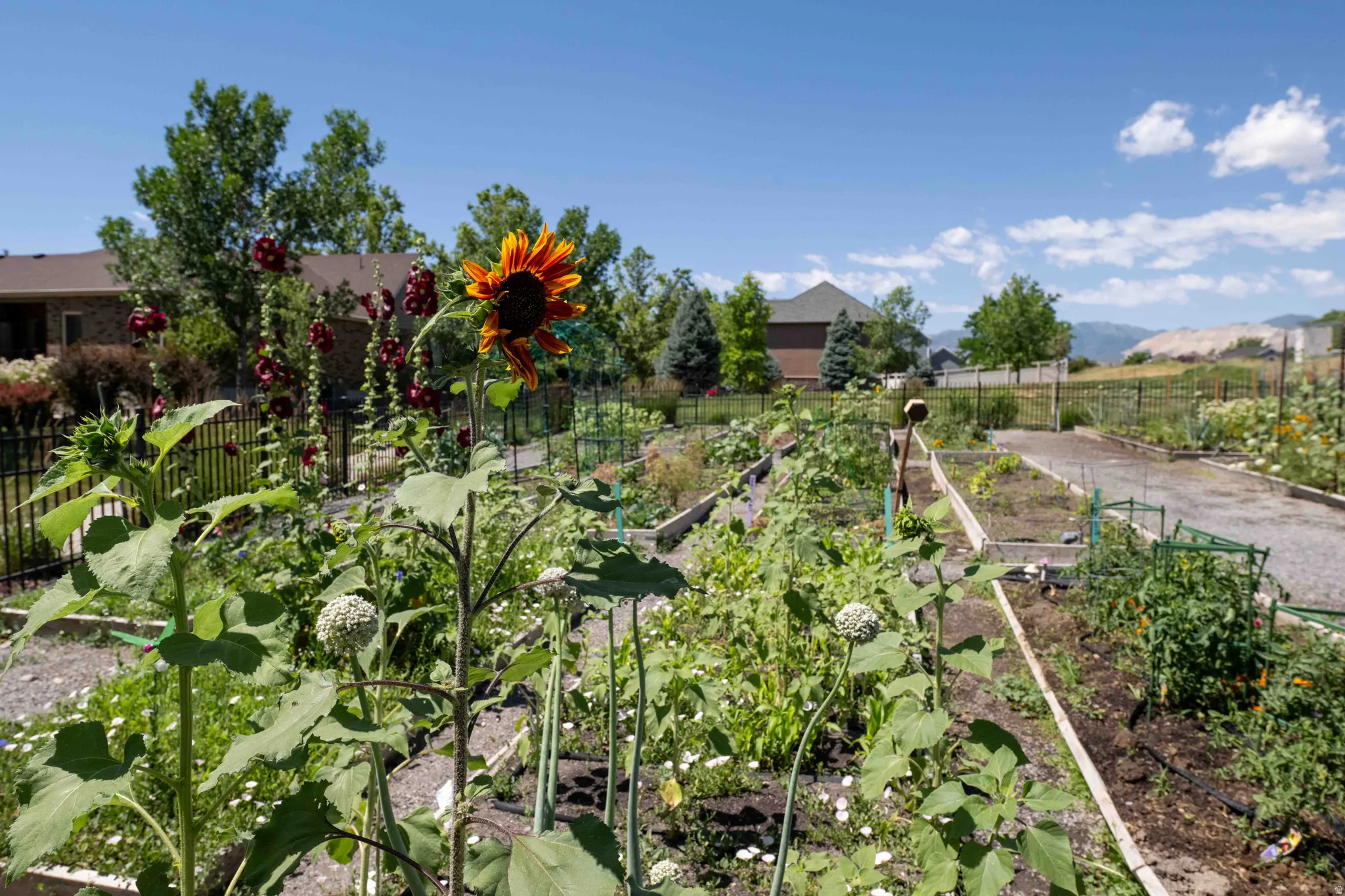 Daybreak community garden area featuring multiple planted beds, mature flowering plants, and a partial black metal fence