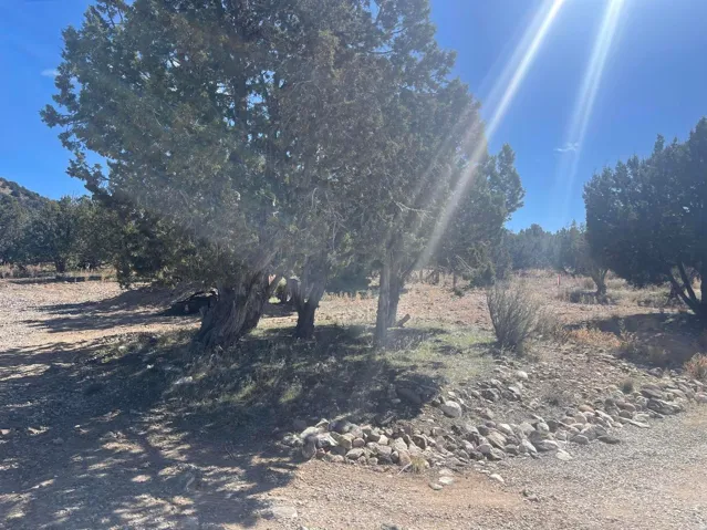Mature evergreen trees dotting a sloping landscape with partial ground cover and exposed earth