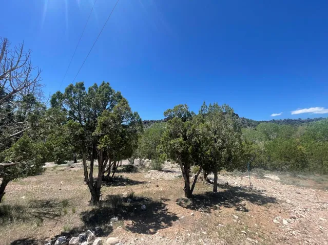 Natural landscape featuring mature evergreen trees and varied terrain under a clear sky