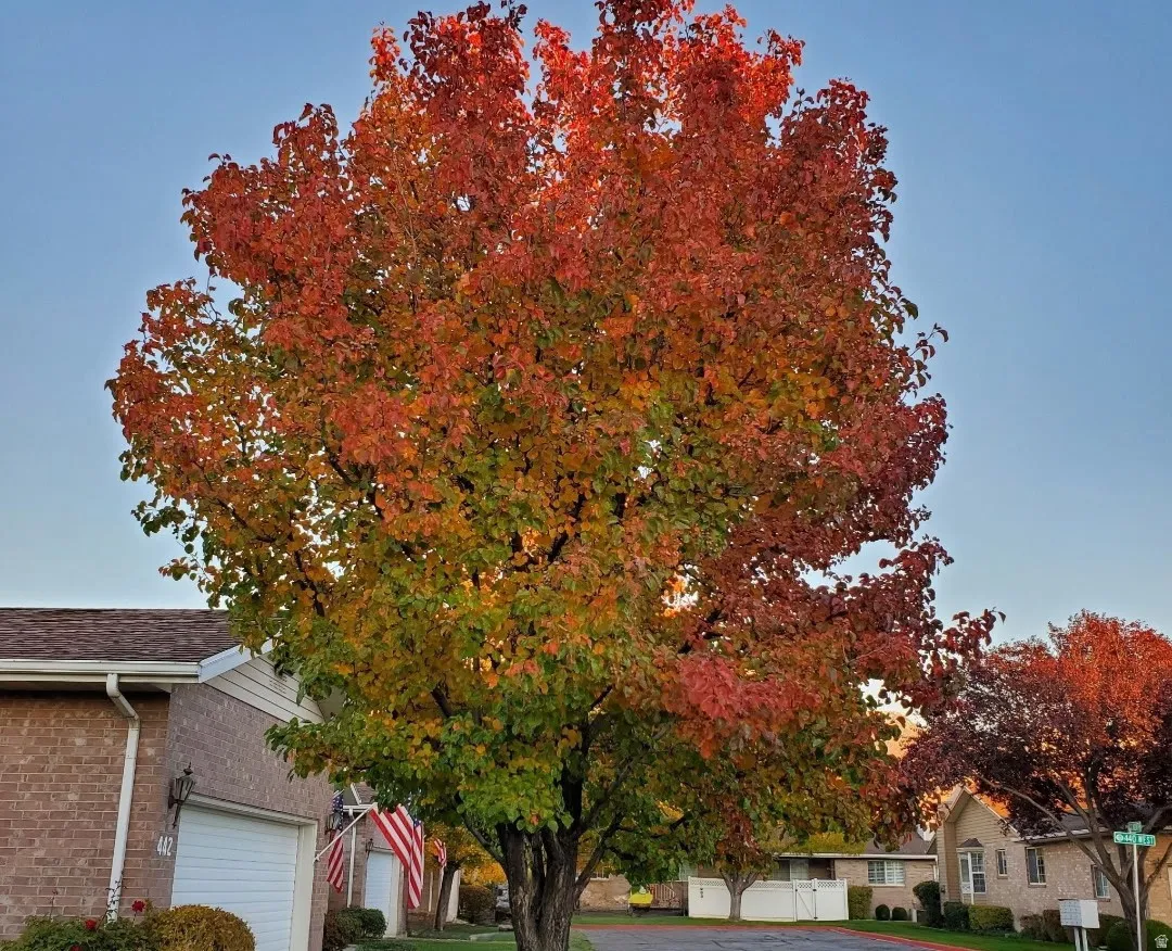 Mature deciduous tree displaying vibrant fall foliage