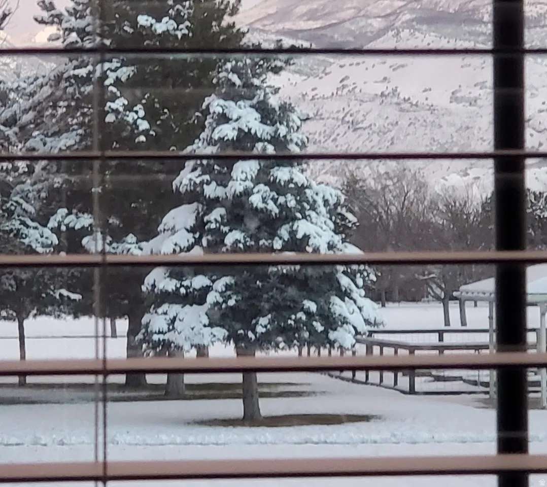 Snow-covered landscape featuring evergreen trees and distant mountains