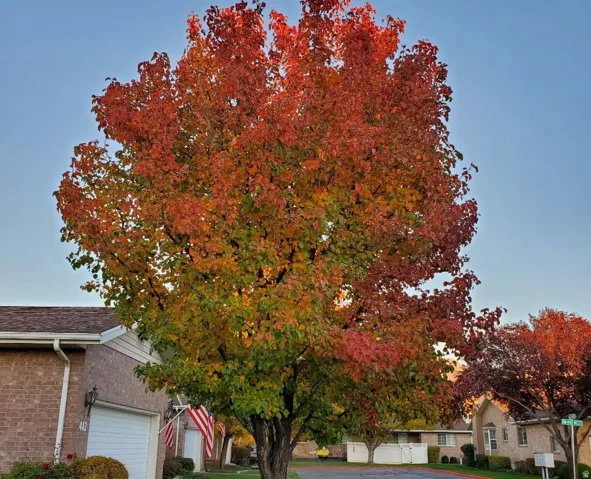 Mature deciduous tree displaying vibrant fall foliage
