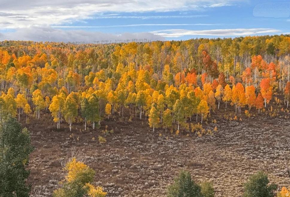Expansive natural landscape featuring a dense forest of deciduous trees displaying autumn foliage in shades of yellow, orange, and green