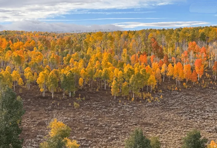 Expansive natural landscape featuring a dense forest of deciduous trees displaying autumn foliage in shades of yellow, orange, and green