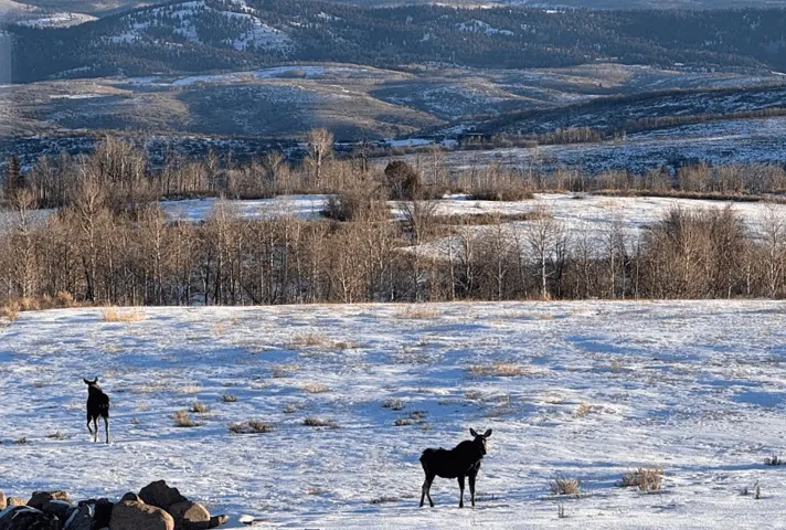 Expansive snow-covered terrain featuring distant mountainous ranges, mature trees, and natural ground cover