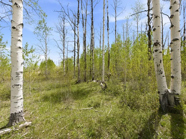Wooded lot featuring mature aspen trees and varied undergrowth