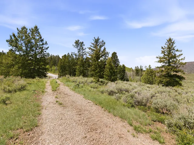 Gravel path leading through a natural landscape featuring mature trees and diverse brush