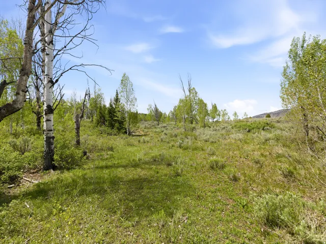 Expansive undeveloped land featuring mature deciduous trees and varied natural vegetation