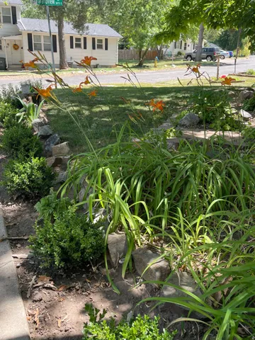 Landscaped garden bed featuring established plantings and decorative rocks