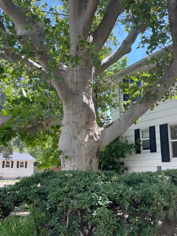 Mature tree with expansive canopy