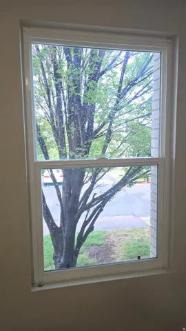 White-framed window featuring a street-level perspective with mature tree foliage visible