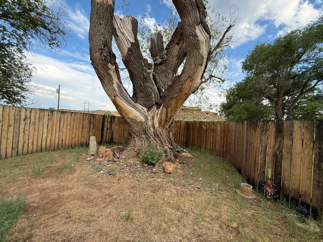 Expansive yard featuring a mature tree with a substantial trunk and weathered branches, complemented by a rustic wood privacy fence